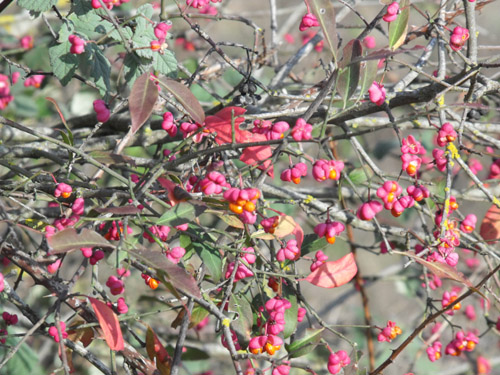 Euonymus eureopaeus